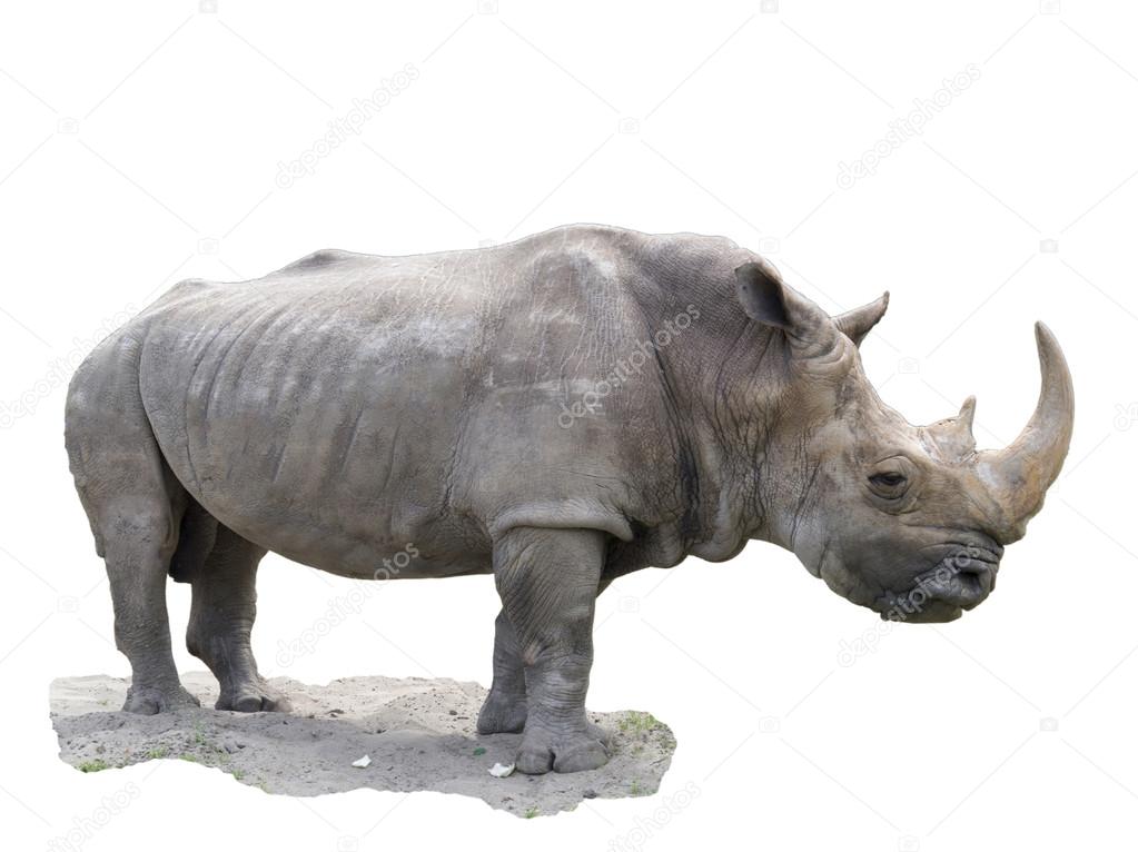 The big rhinoceros