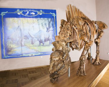 Benzersiz bir tek boynuzlu at (Elasmotherium cauca bir iskelet dünyada