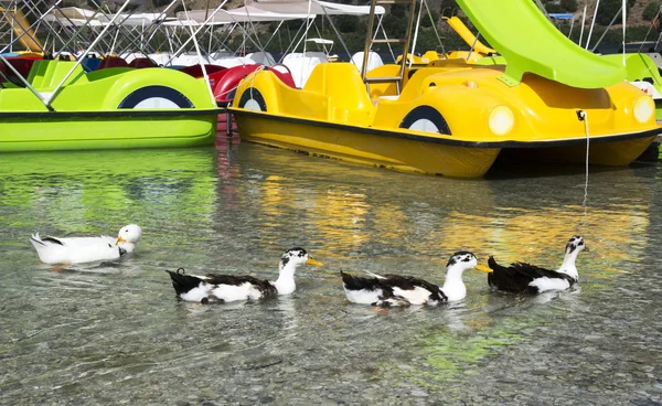 Ducks on the lake Kurnas, the island of Crete, Greece — Stock Photo, Image