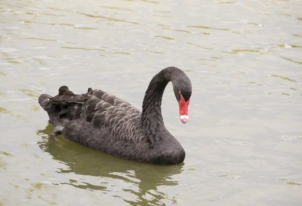 Schwarzer Schwan — Stockfoto