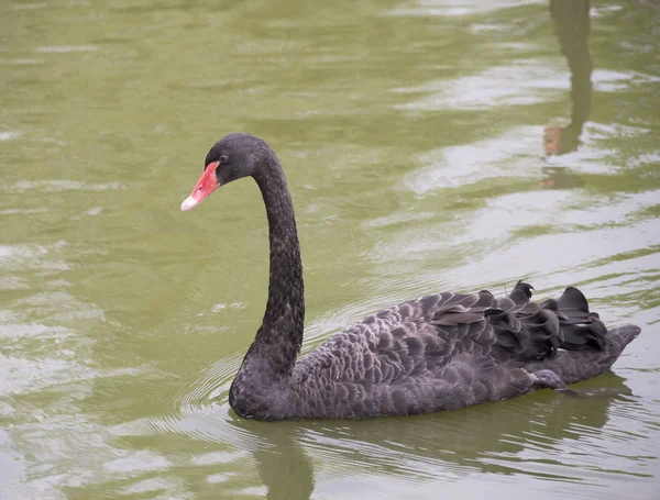 Cisne negro — Fotografia de Stock