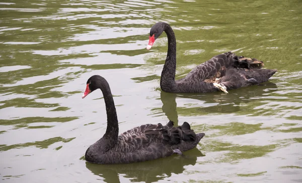 Cisne negro herido con un amigo — Foto de Stock