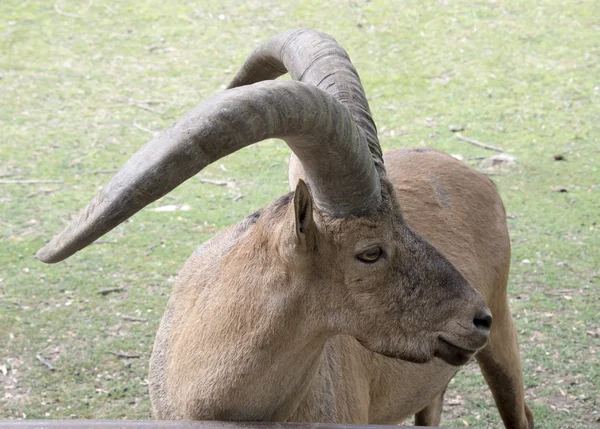 Mountain goat — Stock Photo, Image