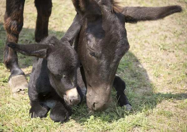 Foal con su madre — Foto de Stock