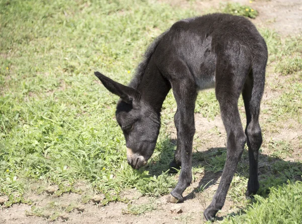 Foal se despertó. — Foto de Stock