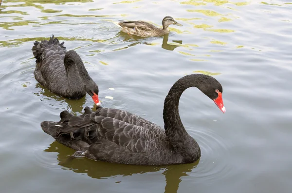 Een paar zwarte zwanen voeding — Stockfoto