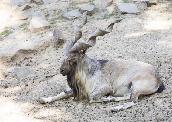 Cabra de montaña con cuernos retorcidos — Foto de Stock