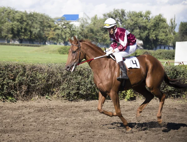 Rostov na Donu, Rusko září 22 - jezdec na koni koně na — Stock fotografie