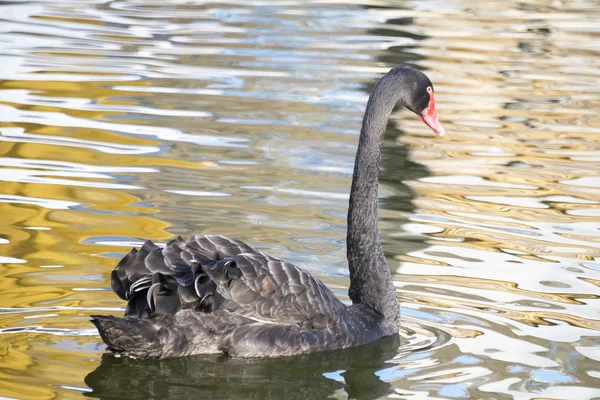 Cisne negro flutua na lagoa de outono — Fotografia de Stock