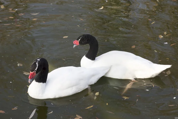 Par de cisnes de pescoço preto no lago de outono — Fotografia de Stock