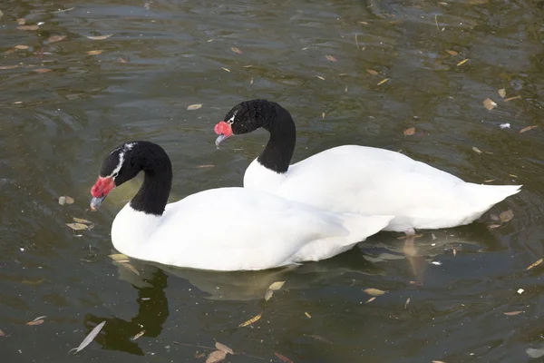 Par de cisnes de pescoço preto no lago de outono — Fotografia de Stock