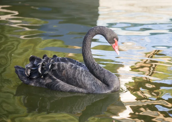 Cisne negro flutua na lagoa de outono — Fotografia de Stock