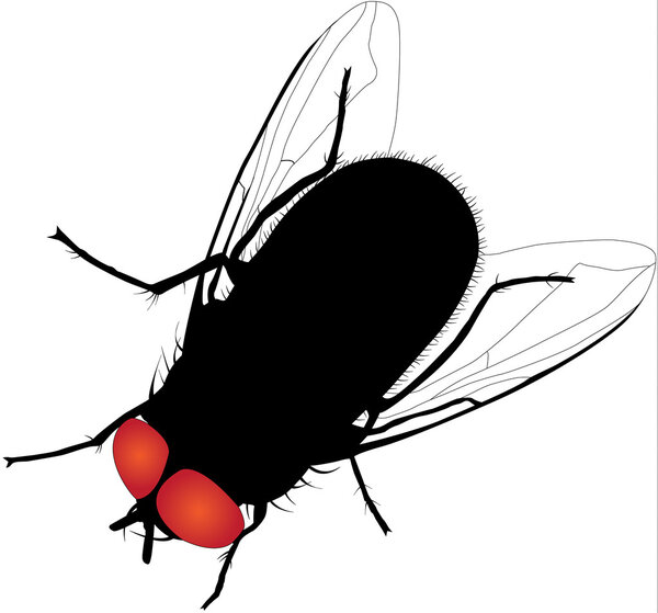 House fly vector silhouette on white background. Fully editable