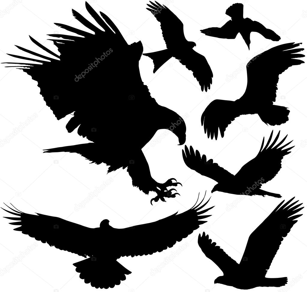 Birds of prey (eagle, hawk, falcon, griffon vulture etc.) vector silhouettes on white background. Layered. Fully editable
