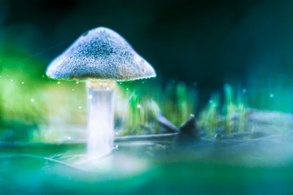 Mushroom — Stock Photo, Image