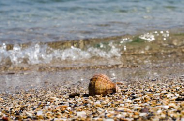 arka plan ve küçük bir dalga Seashell kum ile yapıldı.