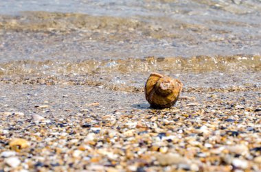 arka plan ve küçük bir dalga Seashell kum ile yapıldı.