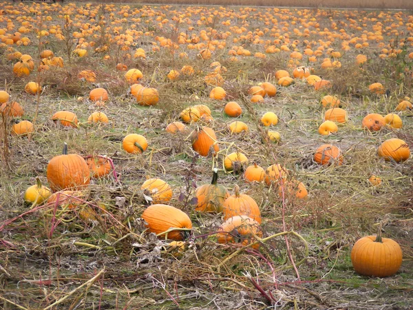 Pumpkin Patch — Stock Photo, Image