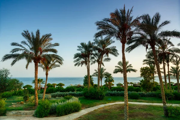 A landscape of date palms and green spaces with the sky and sea in the background. Horizontal photo