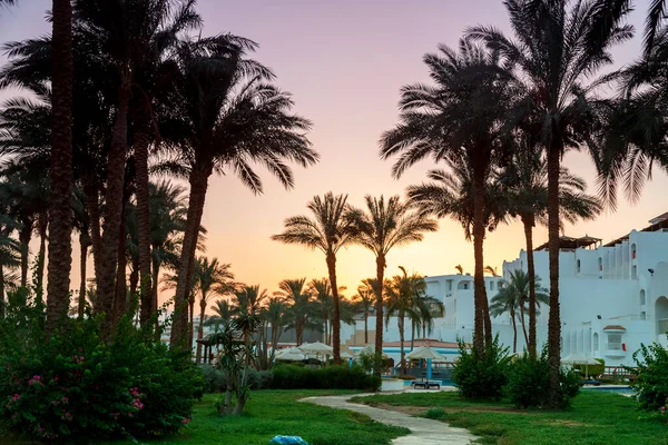 Landscape Date Palms Background Sunset Sky Background Mountain Horizontal Photo — Stock Photo, Image