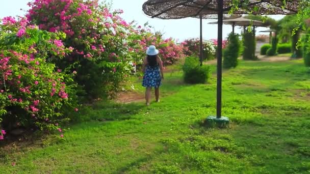 Une Femme Brune Chapeau Bleu Promène Parmi Les Bougainvilliers Fleurs — Video