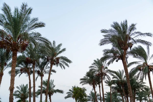 Tops Date Palms Fruits Light Blue Sky Horizontal Photo — Stock Photo, Image
