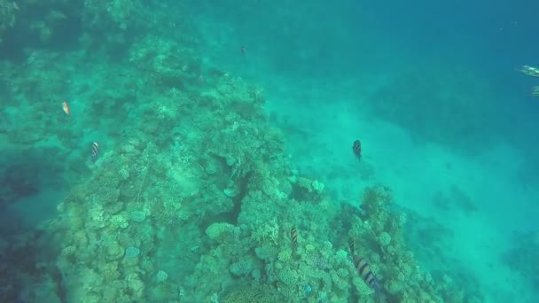 Κοραλλιογενής ύφαλος στο βυθό της Ερυθράς Θάλασσας και ψάρια που κολυμπούν στον ήλιο λάμπουν. — Αρχείο Βίντεο