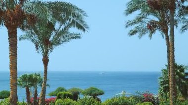 Deniz ve gök, bir göktedir ki orada hurma dalları kıvrılır..