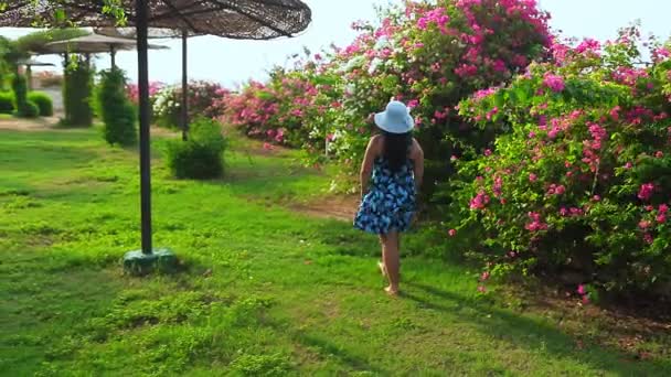 Eine brünette Frau mit blauem Hut spaziert inmitten der blühenden Bougainvillea an der Küste des Roten Meeres — Stockvideo