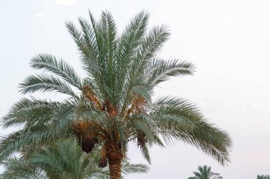 Hurma tomurcukları salkımlarla donatılmış,.