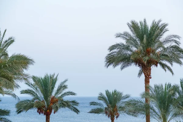 Tops of date palms with fruits against a light sky. — Stock Photo, Image