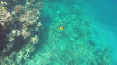 Kızıl Deniz 'in dibindeki mercan kayalıkları ve yüzen balıklar.