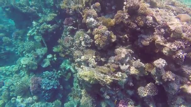 Arrecife de coral en el fondo en el mar rojo — Vídeo de stock