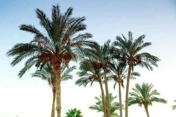 Paisaje de palmeras datileras sobre el fondo del cielo sin nubes de la noche. — Foto de Stock
