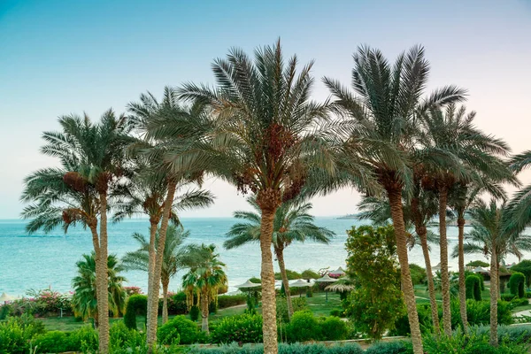 Un paisaje de palmeras datileras en el fondo del mar y el brillante cielo púrpura atardecer. — Foto de Stock