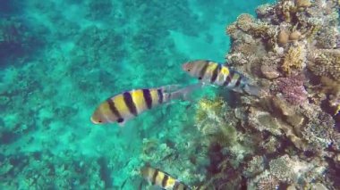 Bir mercan resifinin sualtı görüntüleri ve güneşten parlayan kızıl denizde yüzen büyük çizgili balıklar..