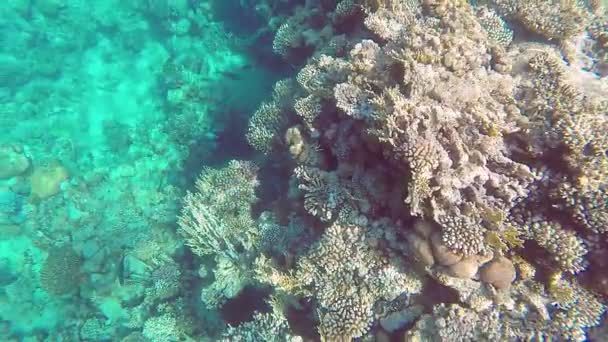 Um tiro subaquático de um recife de coral e uma escola de peixes no Mar Vermelho em um dia ensolarado — Vídeo de Stock