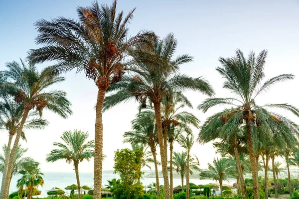 Krajobraz Palm Datowanych Zachód Słońca Zdjęcie Poziome — Zdjęcie stockowe