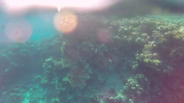 Recife Coral Fundo Mar Vermelho Brilho Sol Vídeo Subaquático — Vídeo de Stock