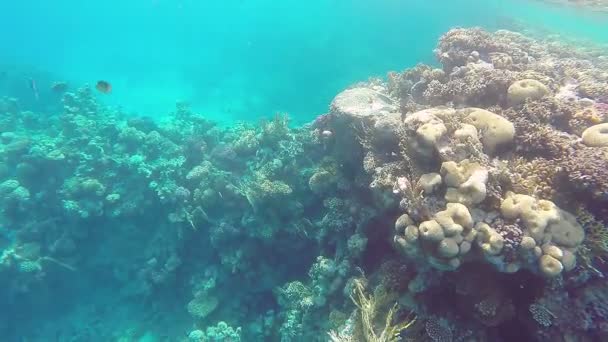 산호초가 옆에서 헤엄쳐 물고기가 있습니다 비디오 — 비디오