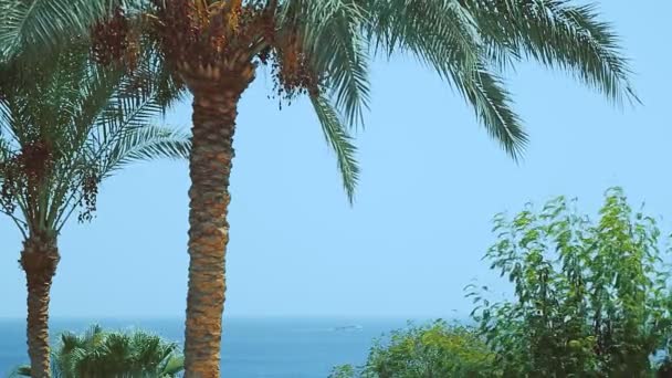 Mar Céu São Azuis Primeiro Plano Topos Das Tamareiras Tamareiras — Vídeo de Stock