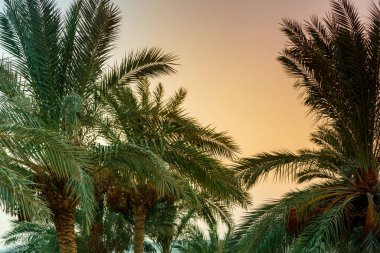 Kıpkırmızı bir günbatımı gökyüzünün arka planında hurma manzarası. Yatay fotoğraf