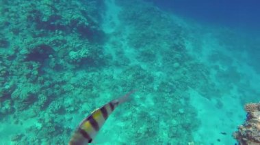 Bir mercan resifinin sualtı çekimi ve kızıl denizde yüzen balıklar güneşten parıldıyor. Ortam planı