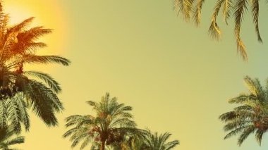 Hurma ağacının tepeleri rüzgarda sallanıyor. Güneşin ışınlarından altın gökyüzüne doğru.