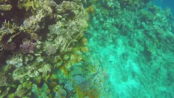 Récif corallien et éblouissement du soleil passant par la vidéo sous-marine — Video