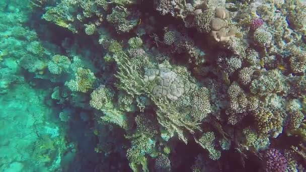 Undervattensfotografering av koraller och simmande fisk i Röda havet en solig dag — Stockvideo