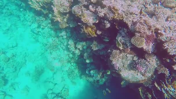 Prise Vue Sous Marine Récif Corallien Des Poissons Dans Éblouissement — Video