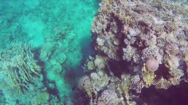 Kızıl denizdeki dev bir mercan resifinin sualtı görüntüsü. Güneşten gelen parıltıyla. Ortam planı