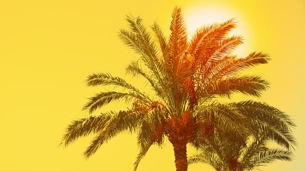 Des Palmiers Balancent Dans Vent Contre Ciel Bleu Abattus Par — Video