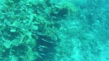Kızıl Deniz 'in dibinde bir mercan resifi ve yanından yüzen küçük bir balık sürüsü. Su altı videosu